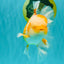 A Grade Cheese Orange White Oranda Male 5.5 inches #062626OR_22
