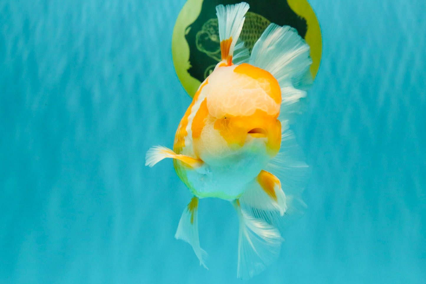 A Grade Cheese Orange White Oranda Male 5.5 inches #062626OR_22