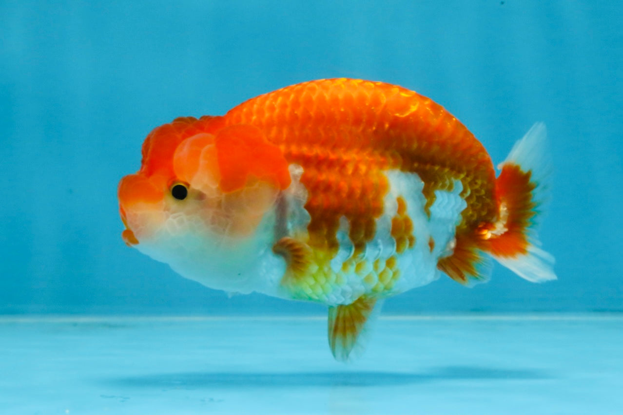 A Grade Red White LionQueen 4 inches #103125LC_18