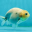 Marble Ranchu Female 3.5 inches #1004LC_09