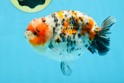 AAA Grade Special Calico LionKing 4.5-5 inches #101025RC_21