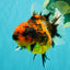A Grade Tiger Oranda Female 5.5 inches #062626OR_38
