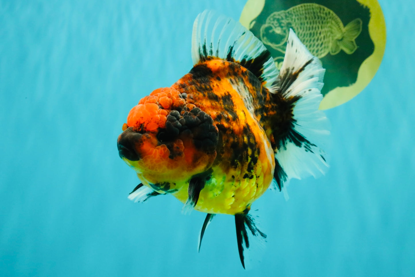 A Grade Tiger Oranda Female 5.5 inches #062626OR_38