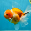 A Grade Sakura Oranda Male 4.5-5 inches #060625OR_24