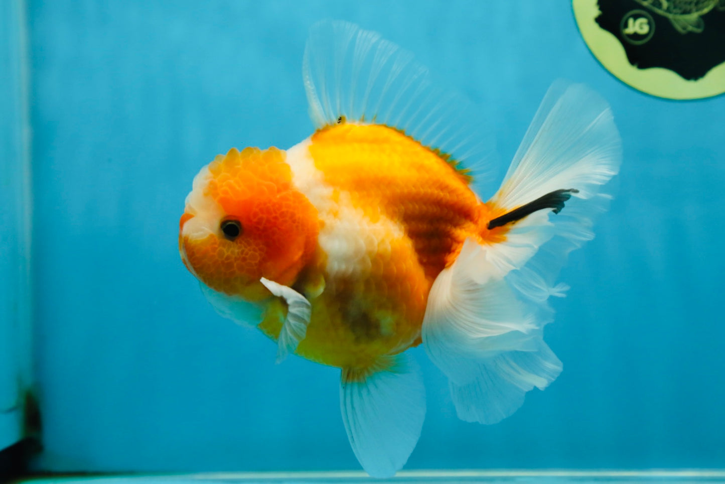 A Grade Sakura Oranda Male 4.5-5 inches #060625OR_24