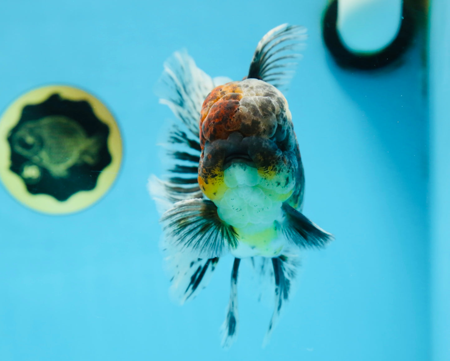 A Grade Kirin Oranda Male 6 inches #080125OR_09