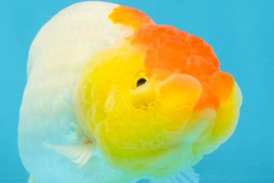 SUPER CUTE A Grade Red White LionQueen 4 inches #121225LC_08