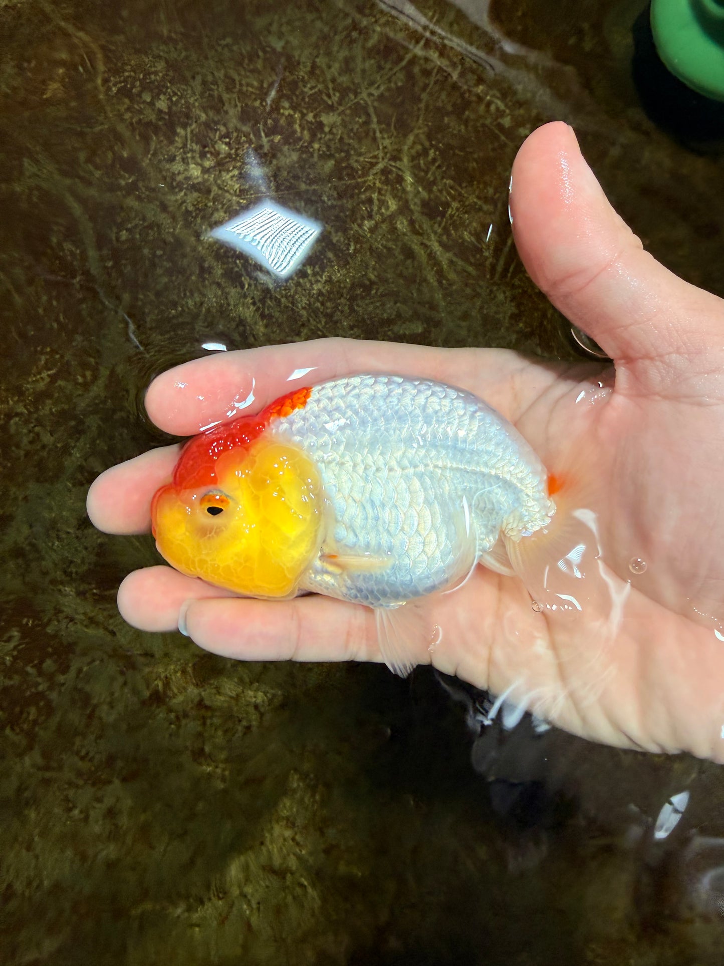 SUPER CUTE A Grade Red White LionQueen 4 inches #121225LC_08