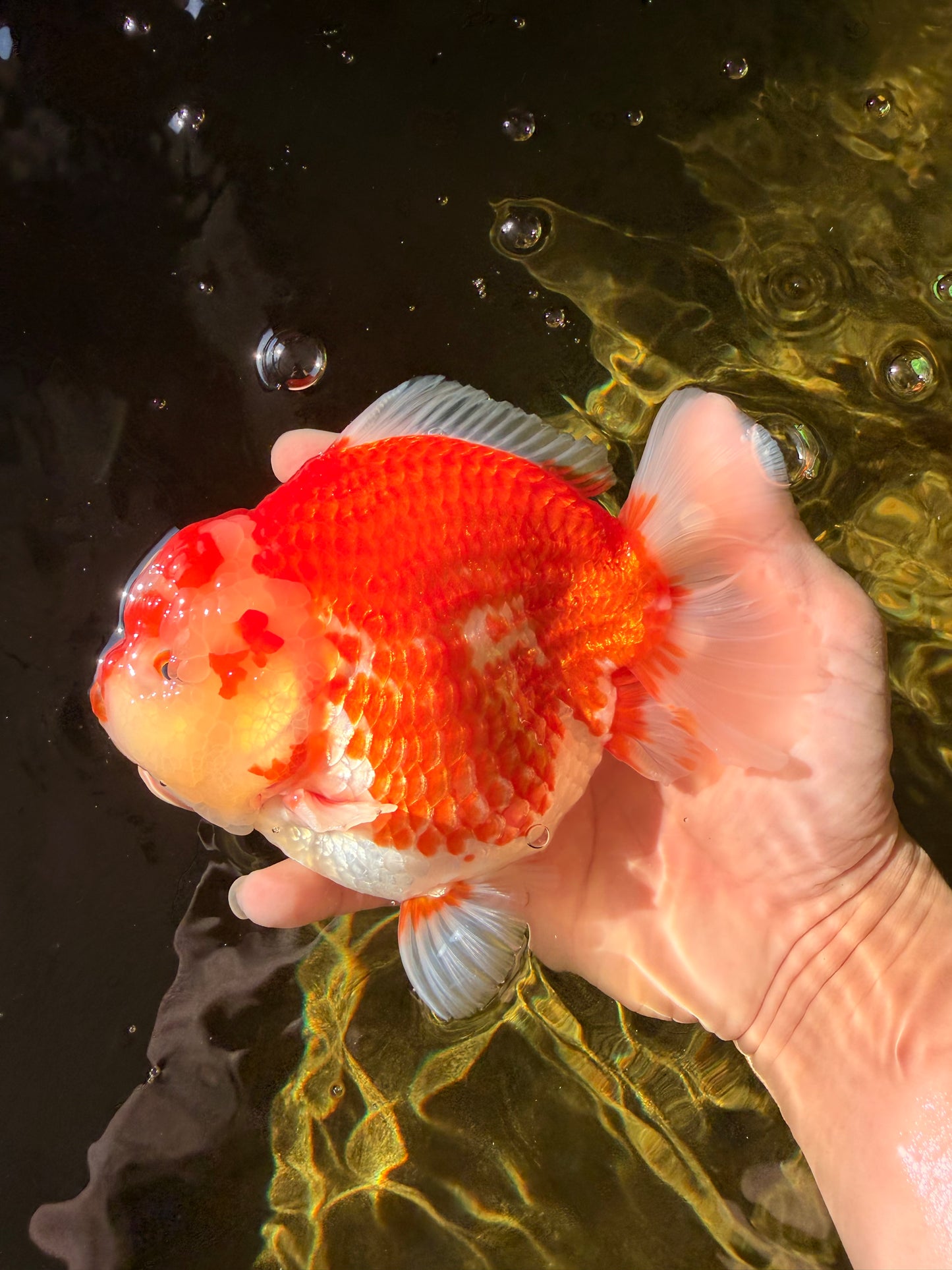 JUMBO A Grade Red White Yuanbao Male 5.5-6 inches #032026YB_22