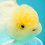 A Grade White Oranda Male 5-5.5 inches #102326OR_20