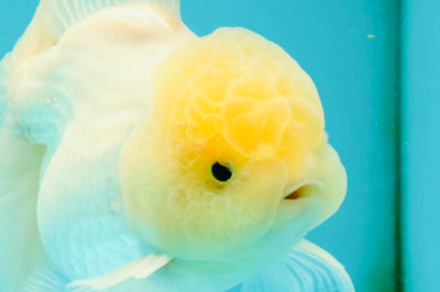 A Grade White Oranda Male 5-5.5 inches #102326OR_20