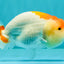 A Grade Red White LionQueen 4.5 inches #070326LC_32