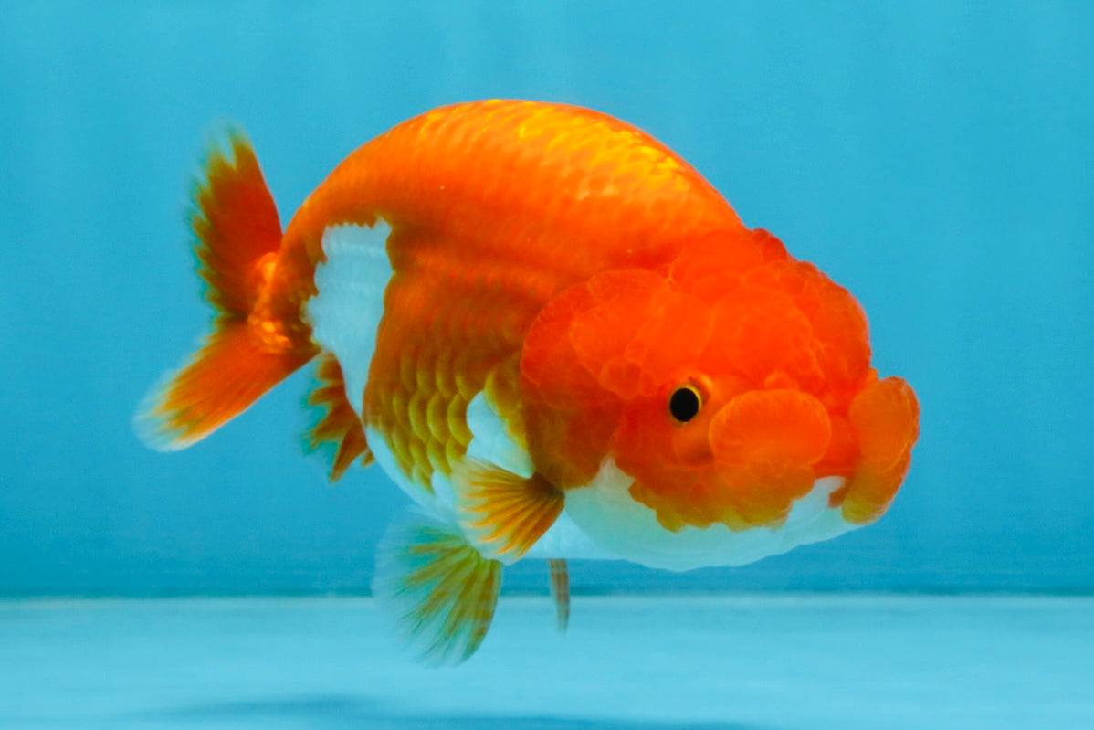 A Grade Red White LionQueen 4 inches #112825LC_07