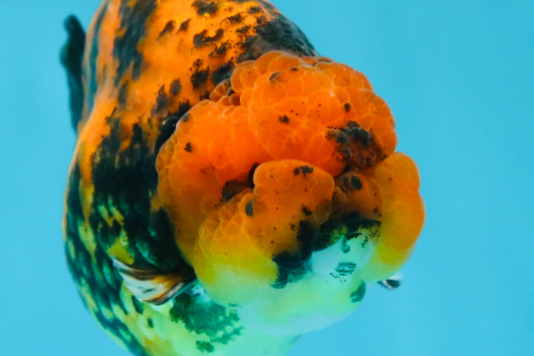 AAA Grade Tiger LionKing 4-4.5  inches #053025LC_10