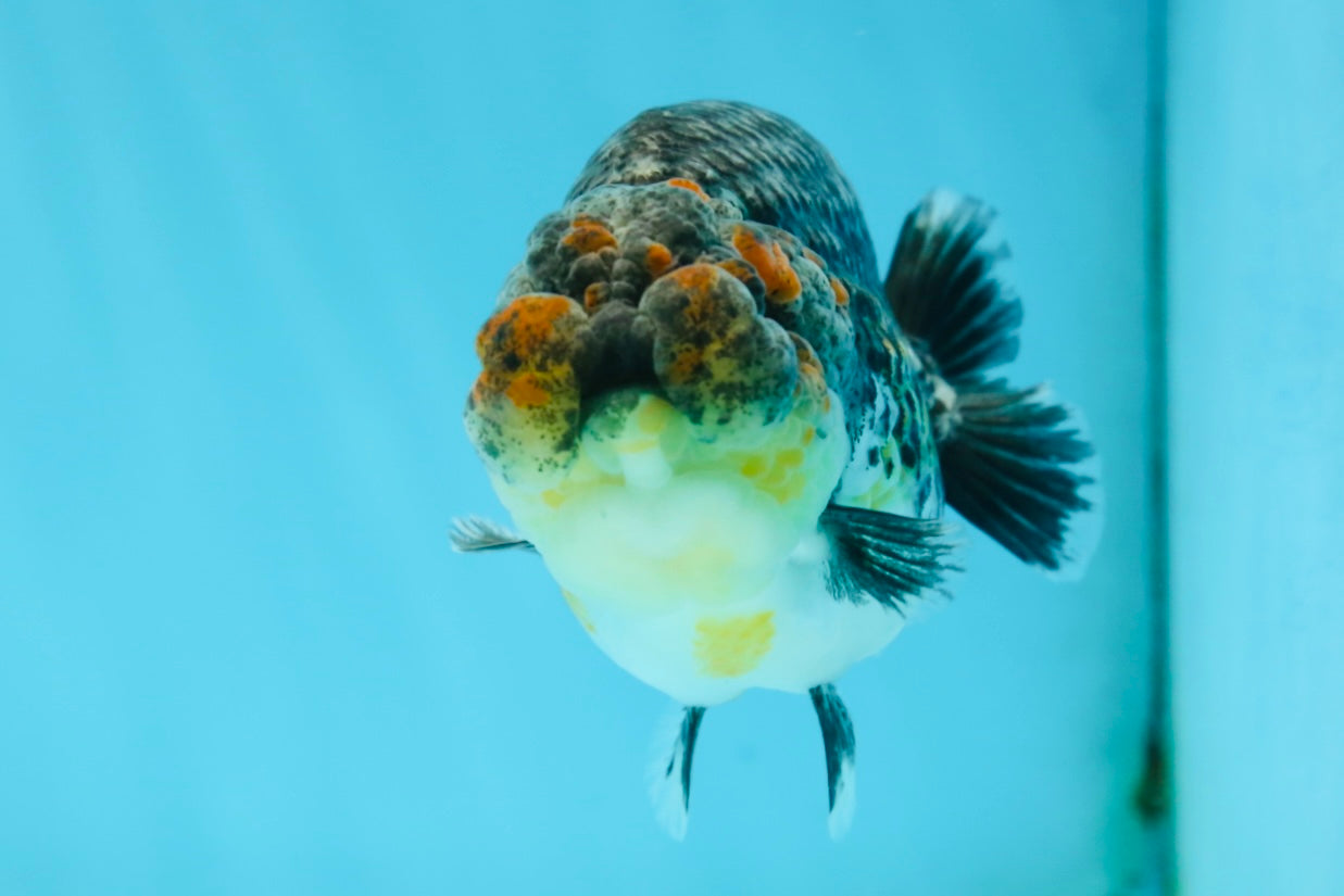 A Grade High Back Blue Kirin LionQueen 3.5-4 inches #050925LC_07