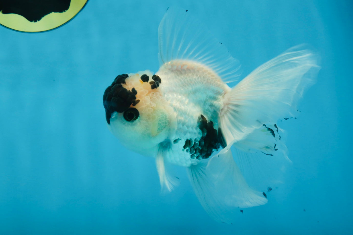 Panda Button Eyes Oranda Male 5 inches #091225OR_21