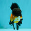 BATMAN Apache Oranda Male 5 inches #050826OR_03