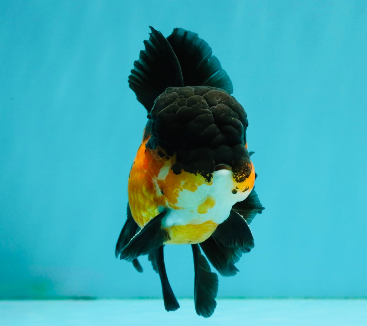 BATMAN Apache Oranda Male 5 inches #050826OR_03