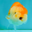 Red White Lionchu Female 4 inches #081426LC_19