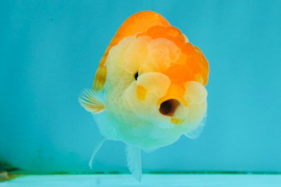 Red White Lionchu Female 4 inches #081426LC_19