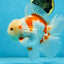 AAA Grade ADORABLE Sakura Oranda Male 6-6.5 inches #091925OR_14