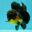 SPECIAL A Grade Apache Oranda Female 6-6.5 inches #050826OR_05