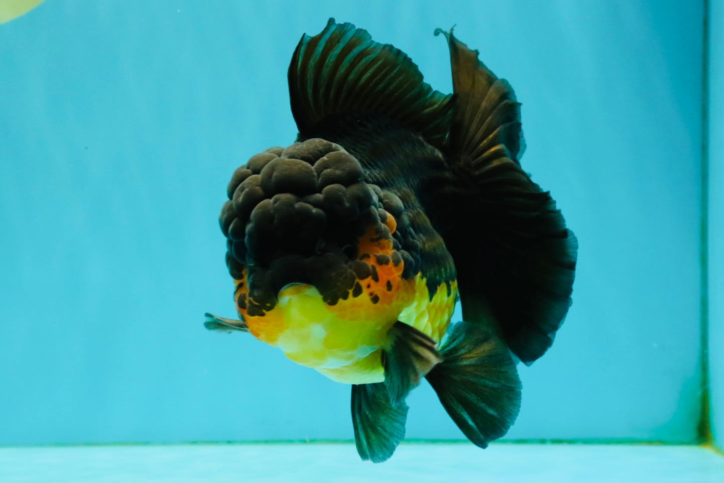 SPECIAL A Grade Apache Oranda Female 6-6.5 inches #050826OR_05