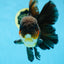 AAA Grade GIANT Godzilla Apache Oranda Male 6.5 inches #090525OR_09