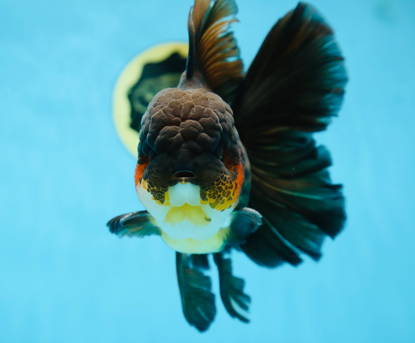AAA Grade GIANT Godzilla Apache Oranda Male 6.5 inches #090525OR_09