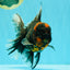 CHONKY A Grade Tiger Oranda Male 7 inches #082126OR_16