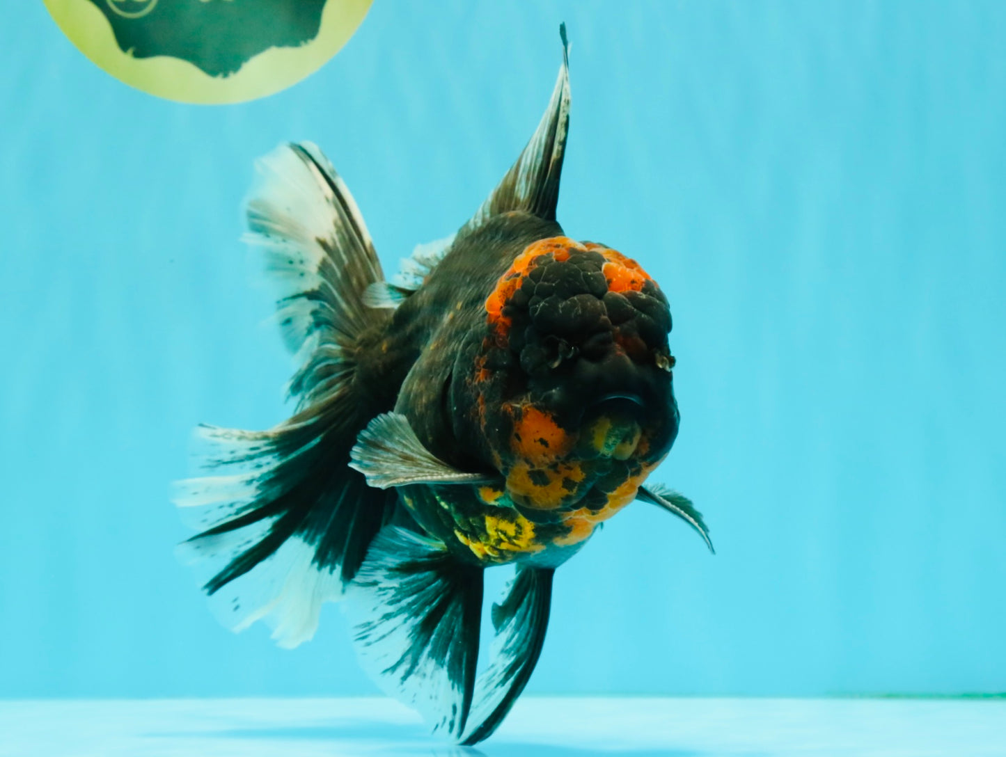 CHONKY A Grade Tiger Oranda Male 7 inches #082126OR_16