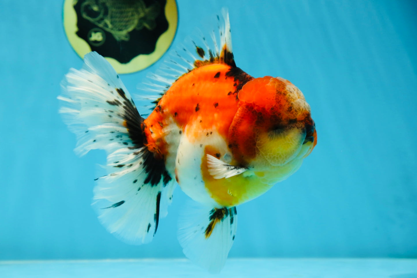 AAA Grade RARE Godzilla Calico Sakura Oranda Male 5.5 inches #051625OR_20