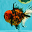 Tiger Oranda Female 7 inches #100926OR_12