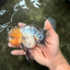 A Grade Marble Oranda Male 6 inches #062626OR_33