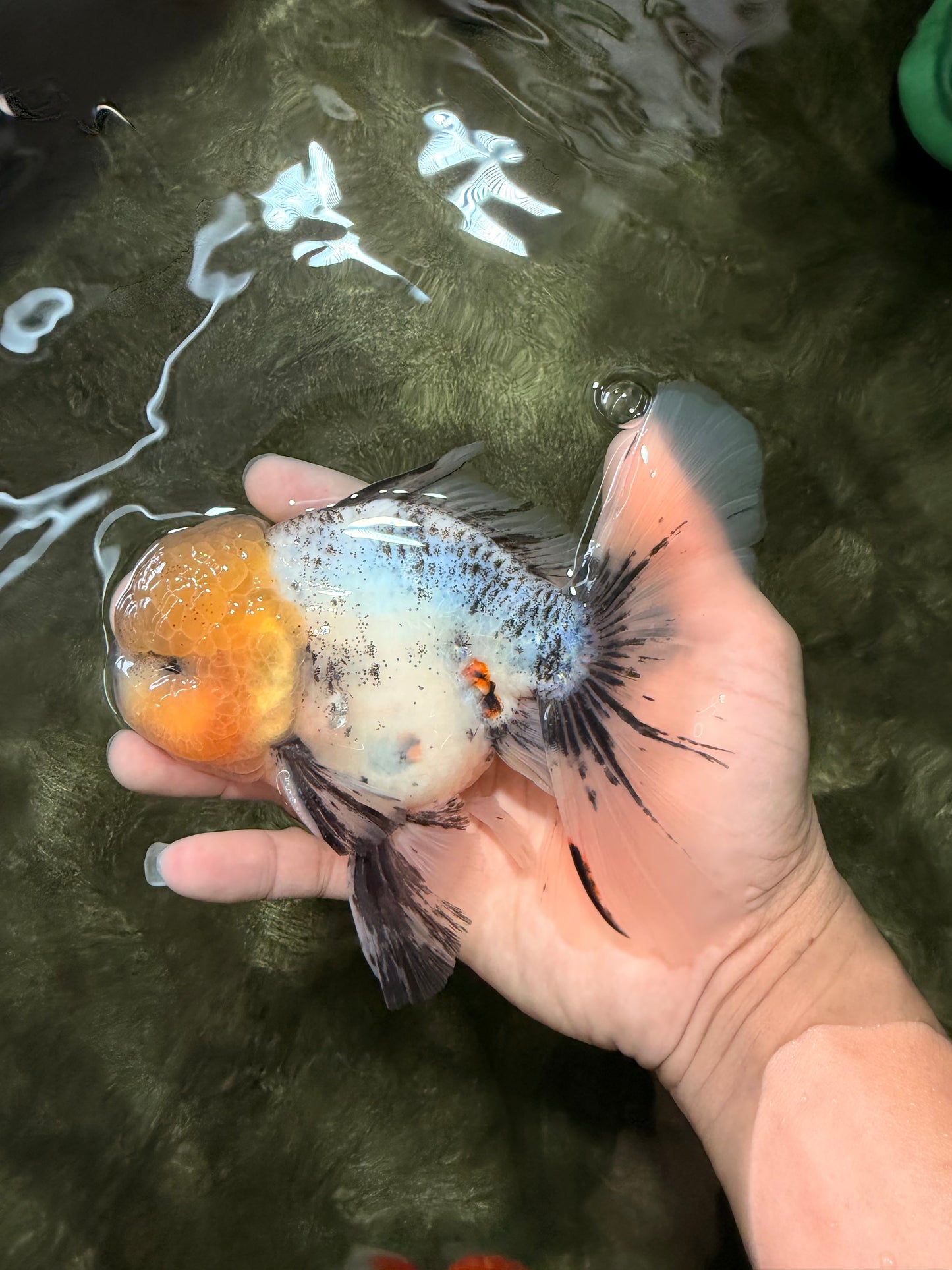 A Grade Marble Oranda Male 6 inches #062626OR_33