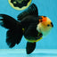 AAA Grade Tricolor Oranda Female 5.5-6 inches #050925OR_33