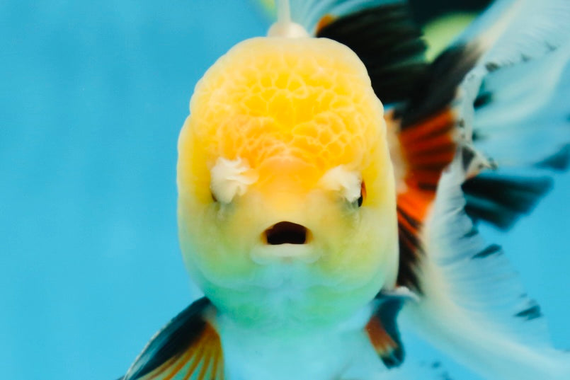 A Grade FLUFFY TAIL Tricolor Oranda Male 5.5 inches #082925OR_08