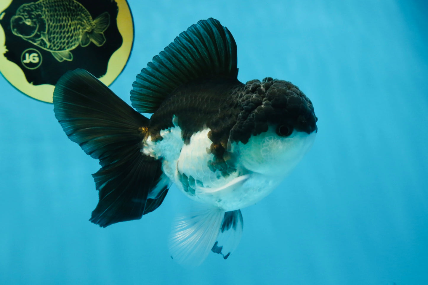 Panda Oranda Male 5 inches #091225OR_25