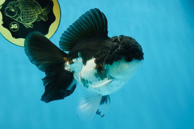 Panda Oranda Male 5 inches #091225OR_25