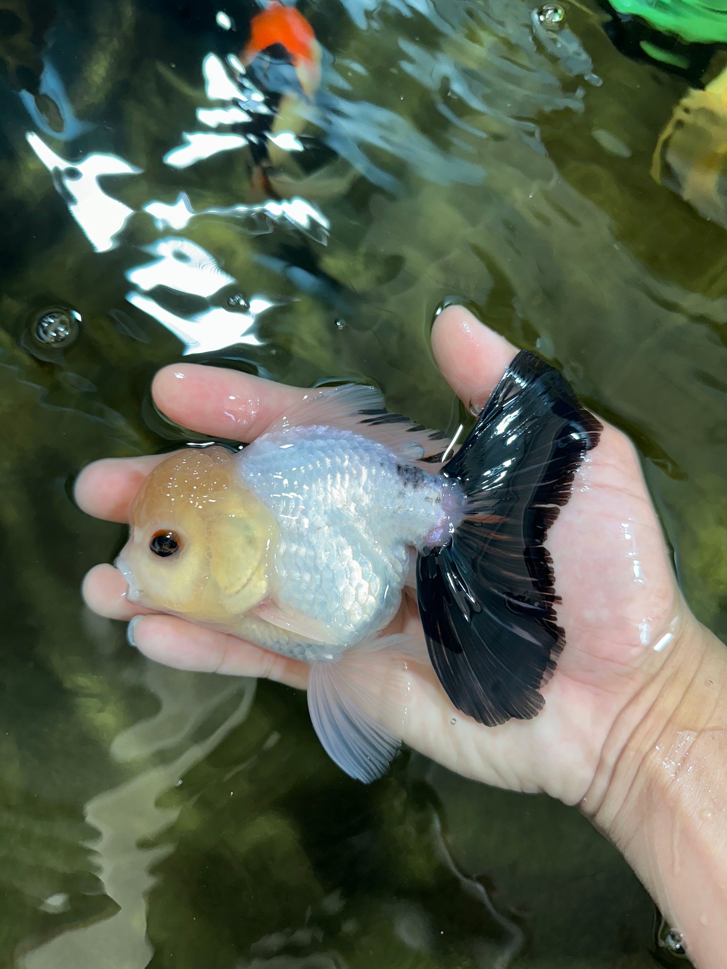 Panda Oranda Male 5 inches #091225OR_23