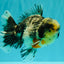 AAA Grade Super Special Marble Kirin Oranda Male 6 inches #061926OR_16