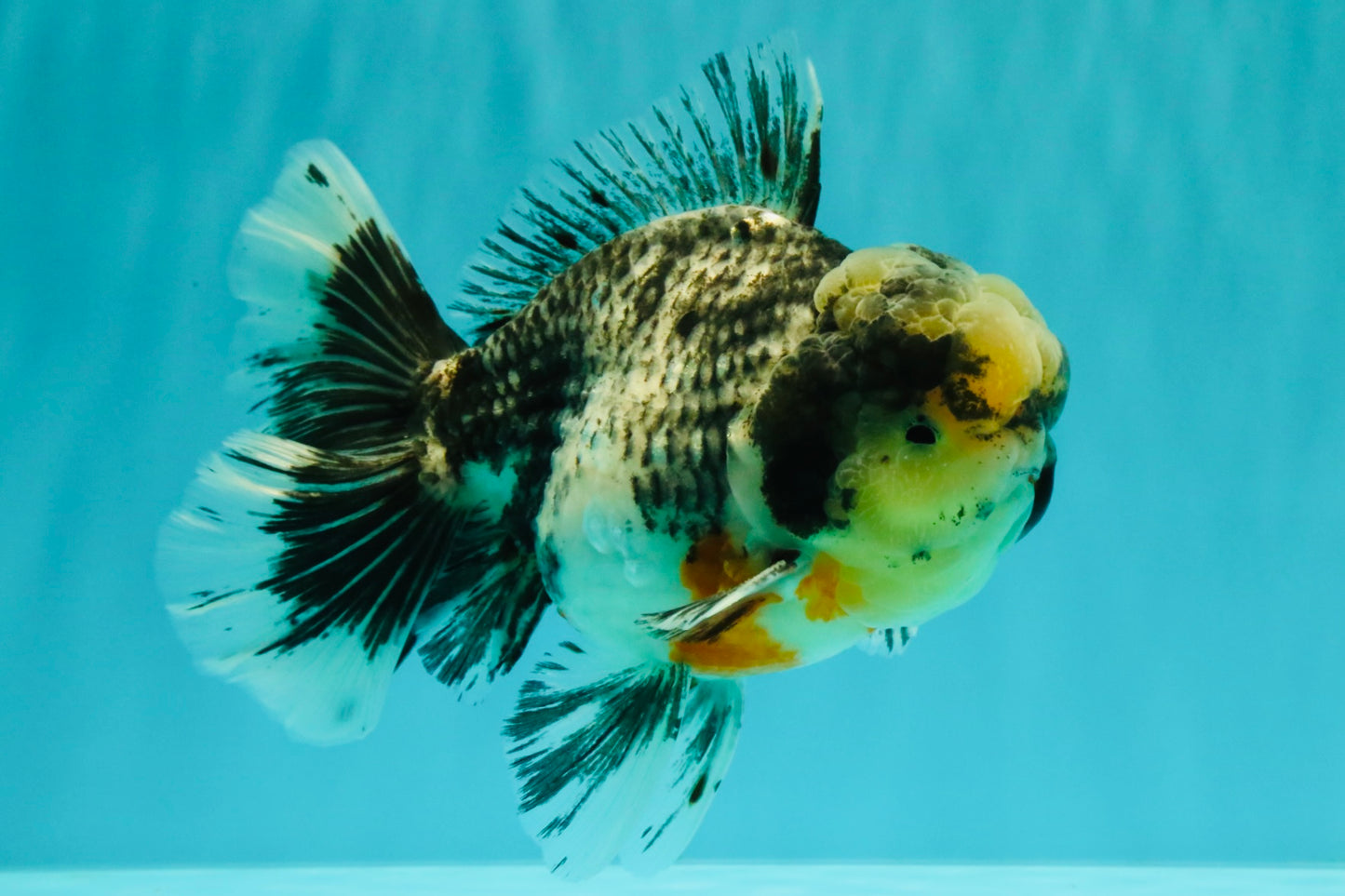 AAA Grade Super Special Marble Kirin Oranda Male 6 inches #061926OR_16