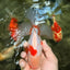 A Grade Kohaku Red White Oranda Male 6 inches #101626OR_11