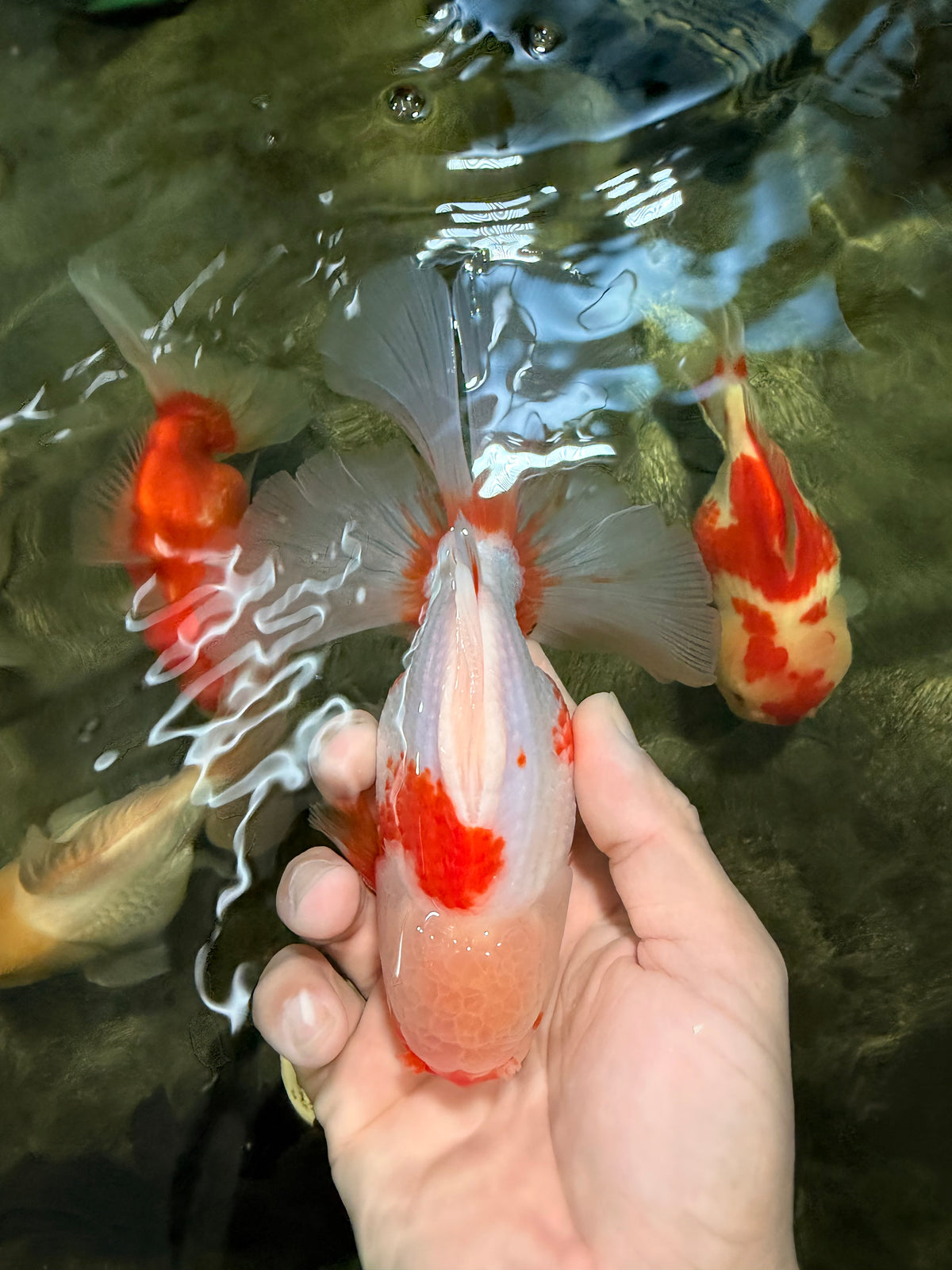 A Grade Kohaku Red White Oranda Male 6 inches #101626OR_11