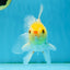 Little Chicken Lemonhead Oranda Male 4.5 inches #011725OR_03