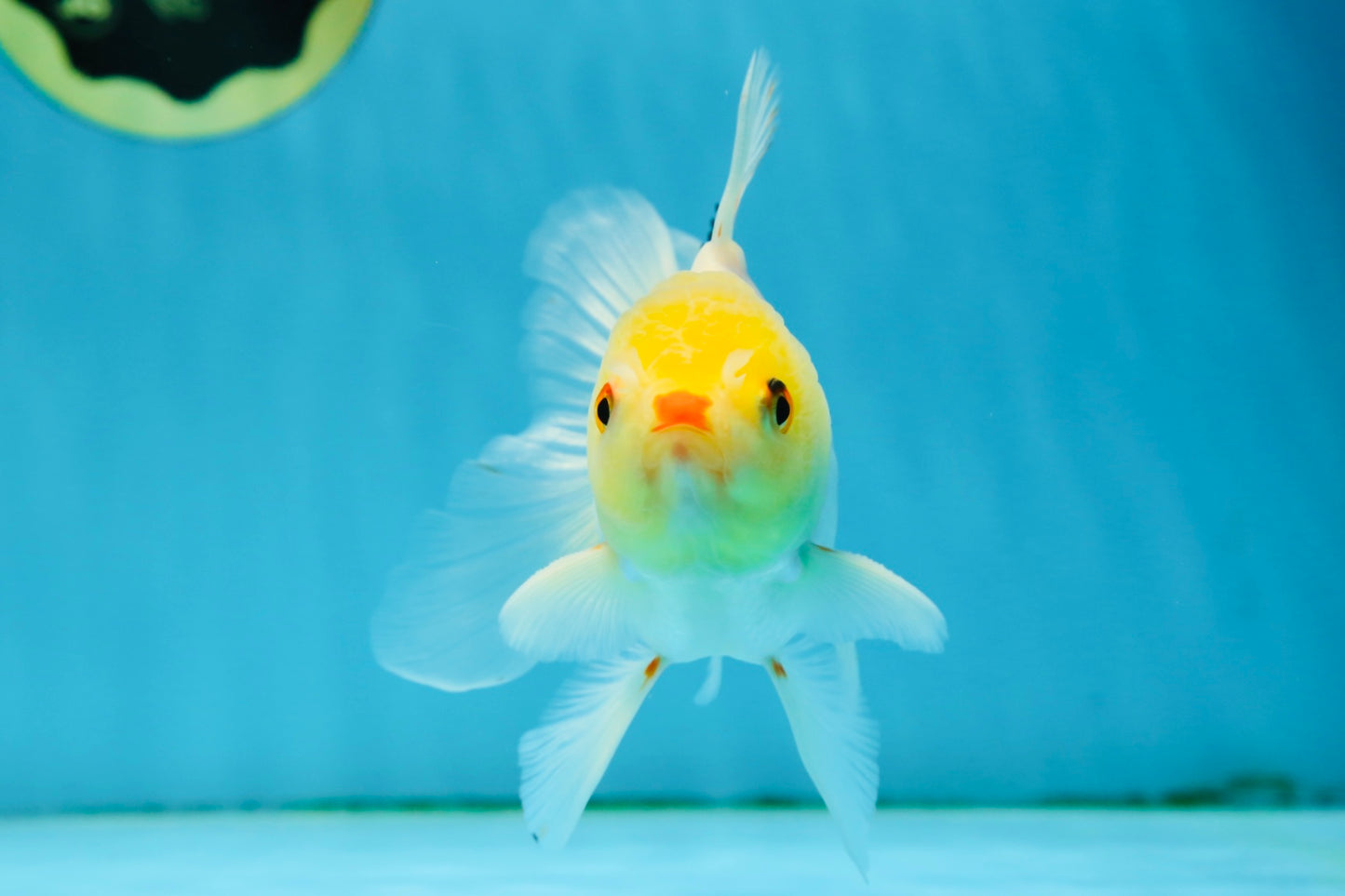 Little Chicken Lemonhead Oranda Male 4.5 inches #011725OR_03