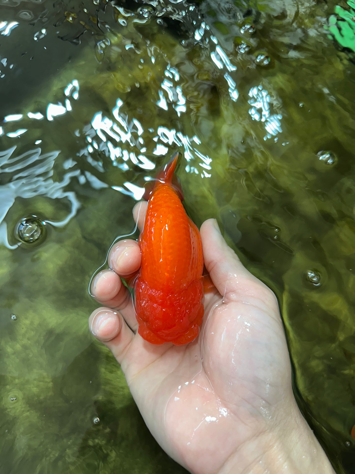 AAA Grade Red White LionKing 4-4.5  inches #053025LC_11