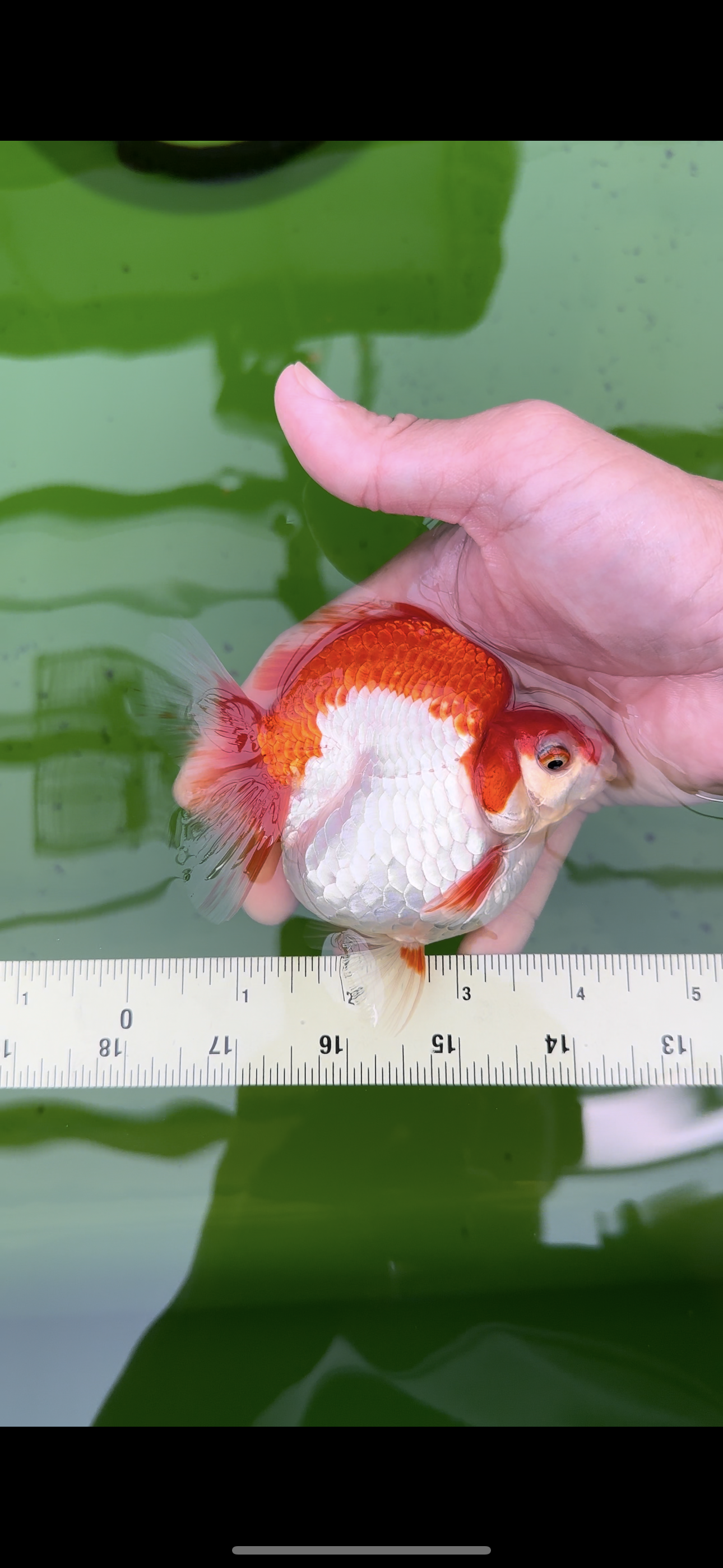 AAA Grade Chunky Red White Ryukin Female 5 inches #0503RK_36