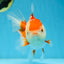 A Grade SUPER CUTE Red White Oranda Female 6 inches #082925OR_10