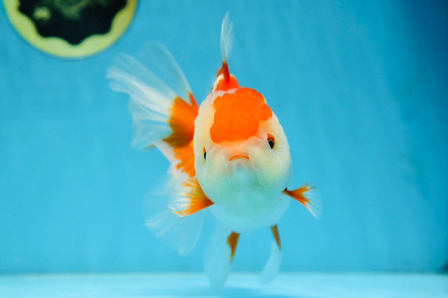 A Grade SUPER CUTE Red White Oranda Female 6 inches #082925OR_10